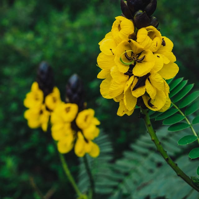 Senna Blad Pulver Økologisk 250g