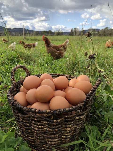 Salg av egg 10 kartong – INGEN SALG AV EGG NÅ!