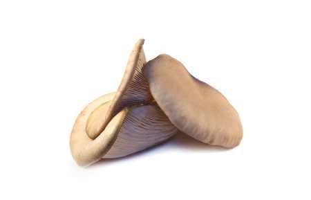 Sopp østers per kg