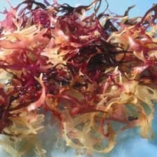 Irish Moss (Carragheen) Rå Økologisk 125g