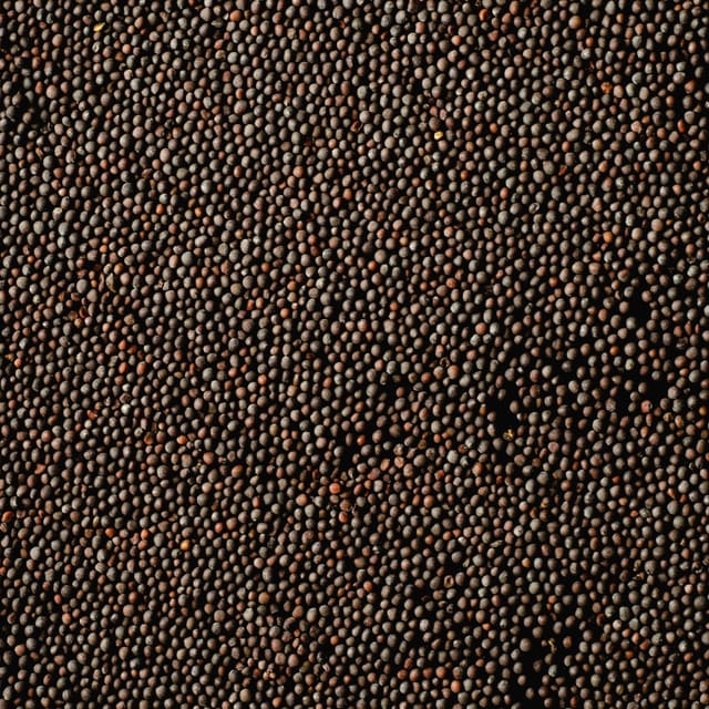 Sennepsfrø Svarte Økologisk 1kg