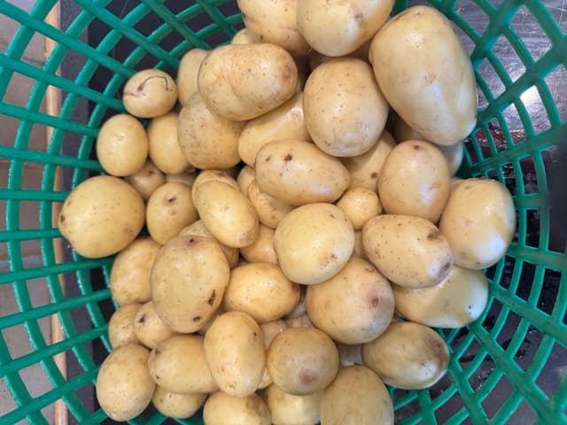 Potet medium 5 kg