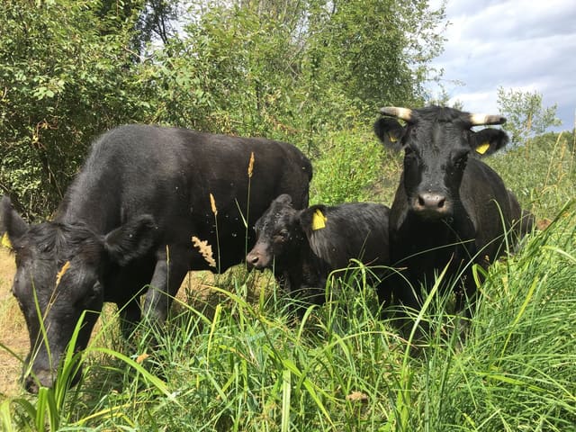 Okselever 3 kg