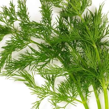 Dill per pose