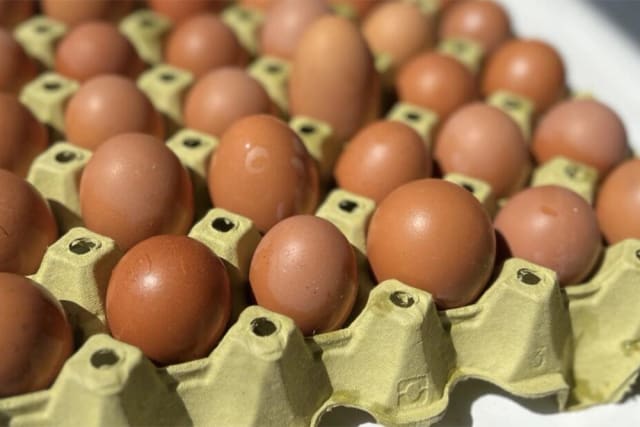 Små/ mellomstore gårds egg