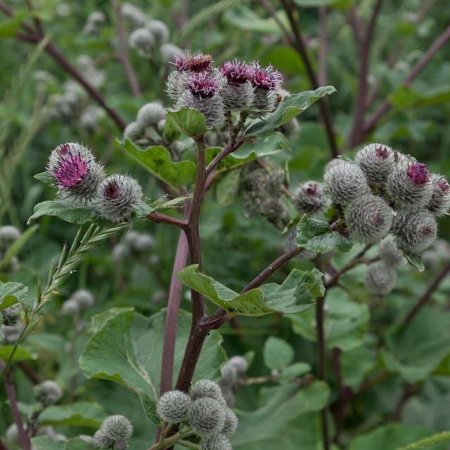 Burdock Rot Pulver Økologisk 250g
