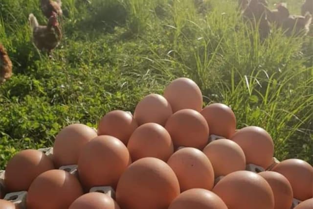 10 egg fra gården | Fast levering