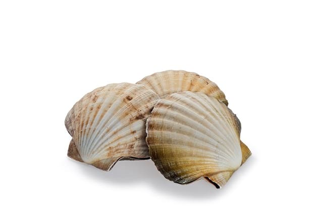 10 Kamskjell
