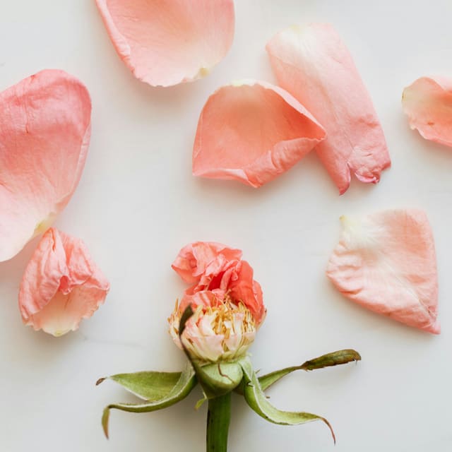 Rose Kronblader Tørket 250g