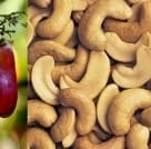 Cashew Nøtter Rå Økologisk 250g